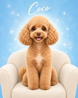 Poodle portrait example
