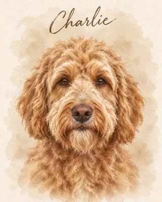 Labradoodle portrait example